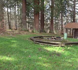 Wellingtonien - Platz mit Mammutbäumen