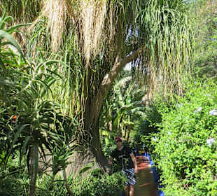 Eindrücke aus dem Jardin Majorelle Garten