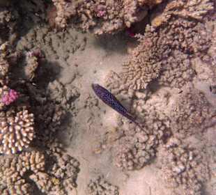 Fische im Hausriff Tulip Resort