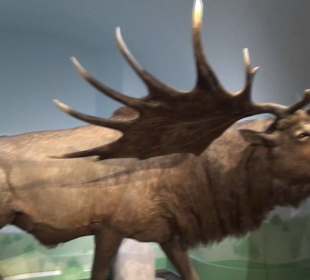 Ausstellung Eis Safari