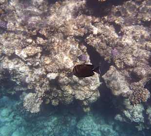 Am Kalawy Hausriff,super wars !