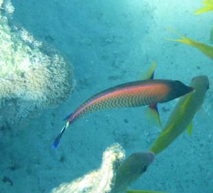 Fisch