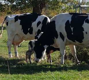 Gerade geborenes Kälbchen