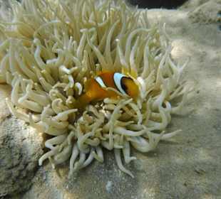 Nemo. Hotel Prima Life Makadi Bay
