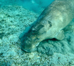 Schnorcheln Marsa Alam