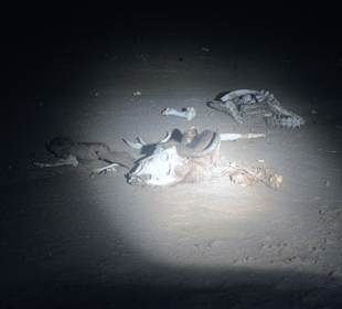 Löwe hatte schon fertig