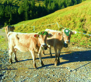 Alpabtrieb / Mellau / Vorarlberg Österreich 