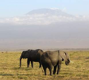 Zwei Elefanten vor dem Kilimanjaro