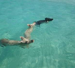 Schweine beim Schwimmen