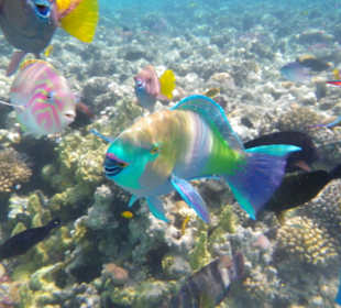 Bunte Unterwasserwelt