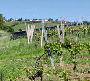 Wandern Eisenberg Weinberg