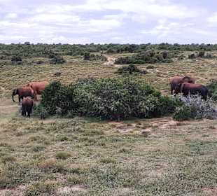 Addo Elephant Park
