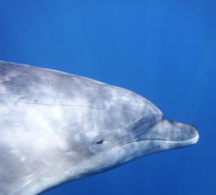 Delfinschwimmen