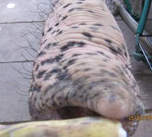 So füttert man eine alte Elefantin