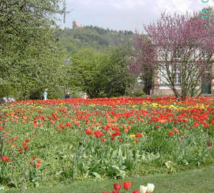 Tulpenlandschaft