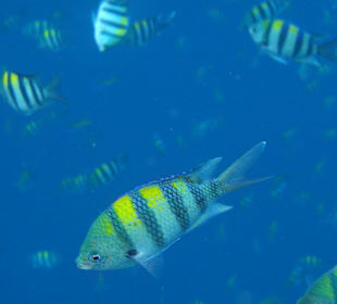 Tulamben