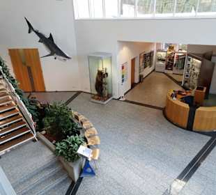 In der Empfangshalle des Naturkundemuseums