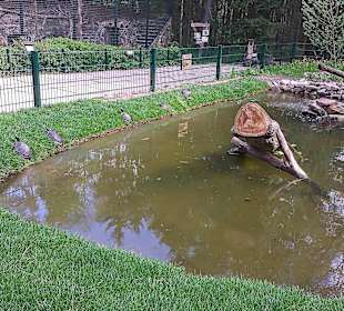 Schilkrötenanlage