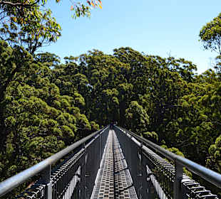 Tree Top Walk