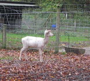 Kein schwarzes Schaf, sondern ein weißes Reh