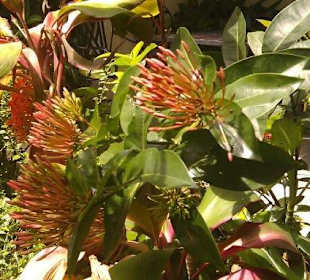 Im Garten blüht es wunderschön