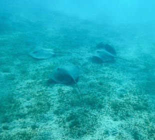 Schnorcheln Marsa Alam