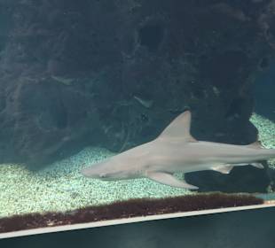 CretAquarium