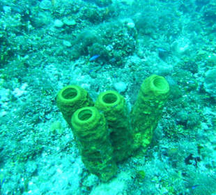 Koralle am Shark Reef Point