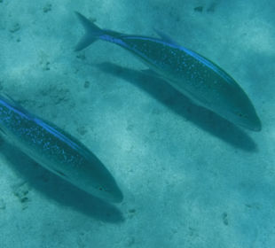 Schnorcheln Makadi Bay