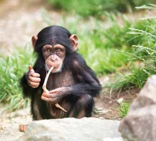 Schimpansen-Jungtier im Walter Zoo