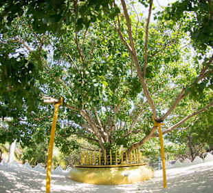 Bodhi Baum Jaffna