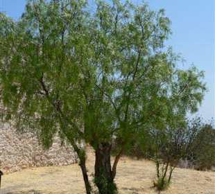 Karge Vegetation, aber schön