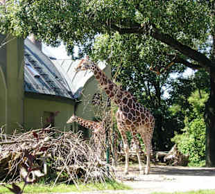 Netzgiraffe