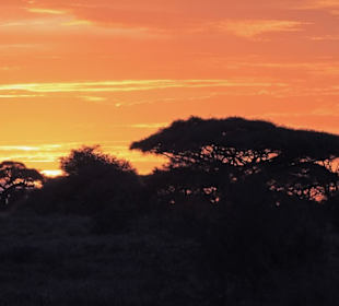 Abendstimmung im Amboseli 