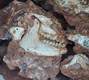 Versteinerte Tierknochen im Nationalmuseum