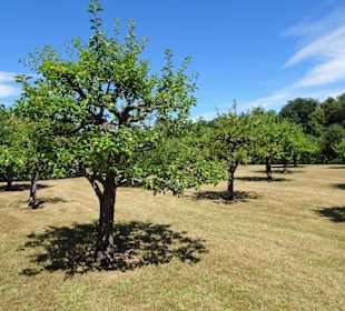 Streuobstwiese im Kanalgarten der Eremitage