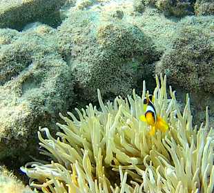 Anemonenfisch, quasi der "Nemo"