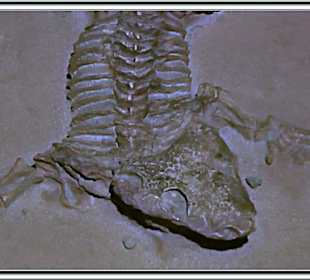 Elder-Museum Las Palmas