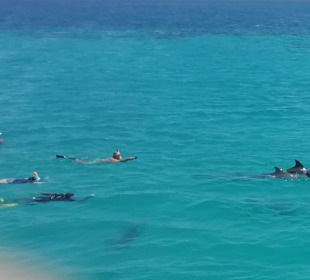 Delfin Tour Makadi Bay