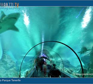 *Loro Parque Haifischbecken*