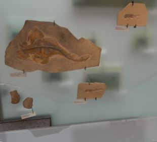 Museum für Naturkunde