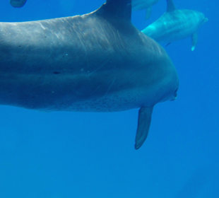 Dieser Delphin berührte mich mit seiner Flosse