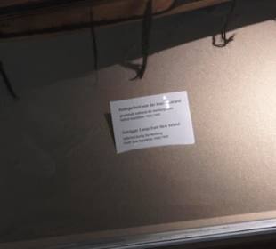 Museum für Völkerkunde