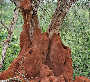 Die Arbeit der Ameisen