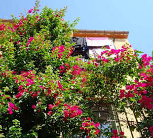 Spaziergang durch die Altstadt von Collioure
