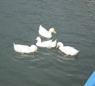 Enten am Boot