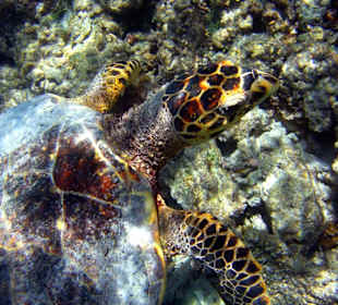 Am Hausriff Athuruga