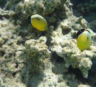 Zitronenfische