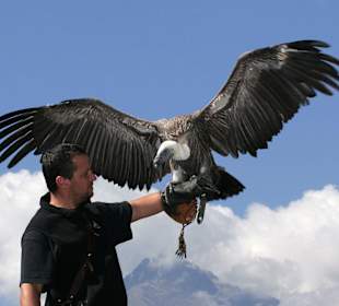 Flugshow im Vogelpflegezentrum Gufyland
