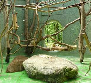 Totenkopfaffen Innenanlage